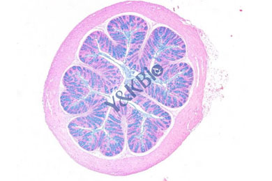 甘肃阿利新蓝染色