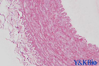 甘肃茜素红染色