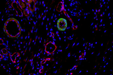 甘肃免疫荧光双标