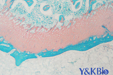 甘肃番红固绿染色