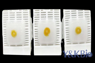 甘肃瑞士肠卷石蜡包埋