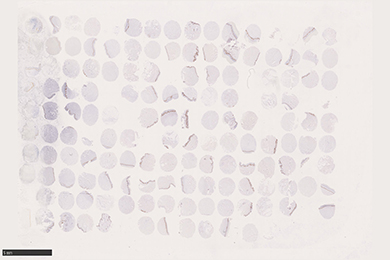 甘肃组织芯片切片