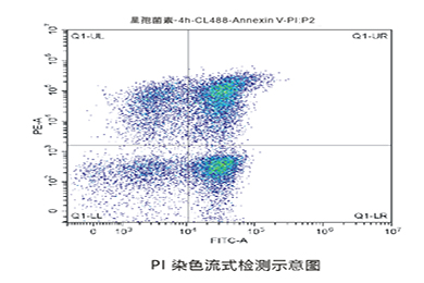 甘肃流式PI染色