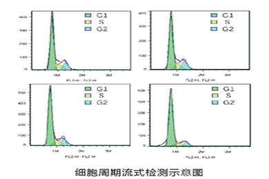 甘肃流式细胞周期