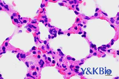 甘肃HE染色服务