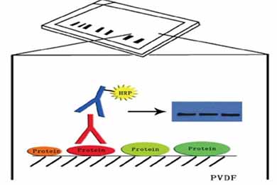 甘肃Western Blot服务