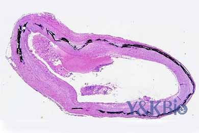 甘肃Von Kossa染色