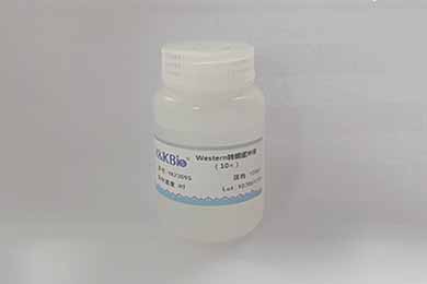 甘肃10×Western转膜缓冲液