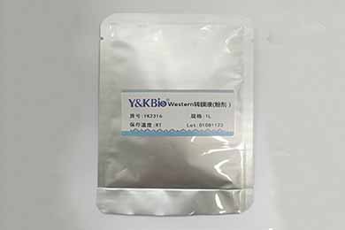 甘肃Western转膜液干粉
