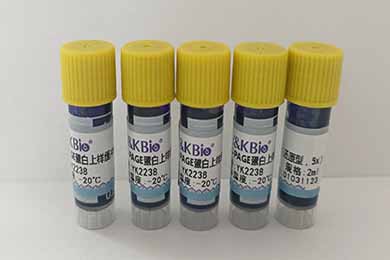 甘肃SDS-PAGE蛋白上样缓冲液（还原型，5x）