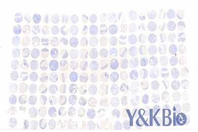 甘肃白光芯片扫描