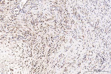甘肃Anti-CD34 Antibody [SI16-01]