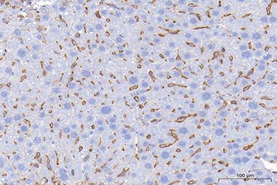 甘肃Anti-CD44 Antibody [JE64-01]