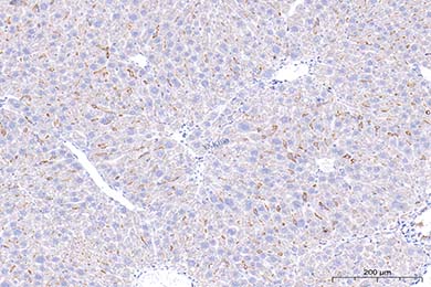 甘肃F4/80 Recombinant Antibody [PSH01-87] - Rat IgG1 (Chimeric)